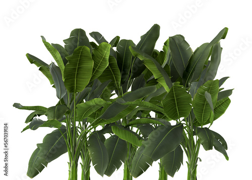 Nature and tropical forest concept. Green banana tree leaf isolated on transparent background. 3d rendering illustration. PNG format	
