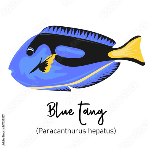 Blue tang or Paracanthurus hepatus. Marine dweller with colorful body and fins for swimming. Concept of sea and ocean life. Vector illustration