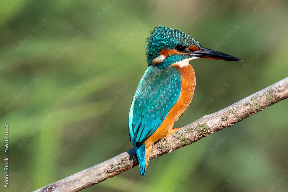 Obraz premium Female common kingfisher perched on a branch against a green flora background. At Lakenheath Fen nature reserve in Suffolk, UK