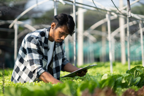 Asian Young Farm Worker Noting Progress of Living Lettuce Growth. .