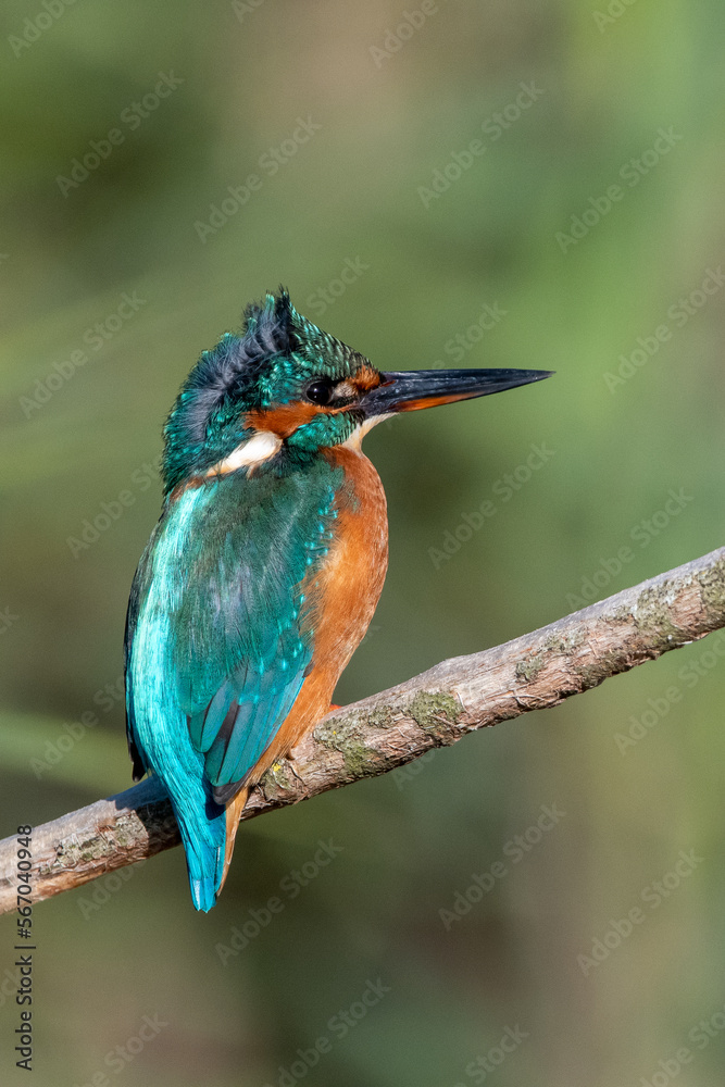 Fototapeta premium Female common kingfisher sitting in the wind on a perch with ruffled feathers. At Lakenheath Fen nature reserve in Suffolk, UK