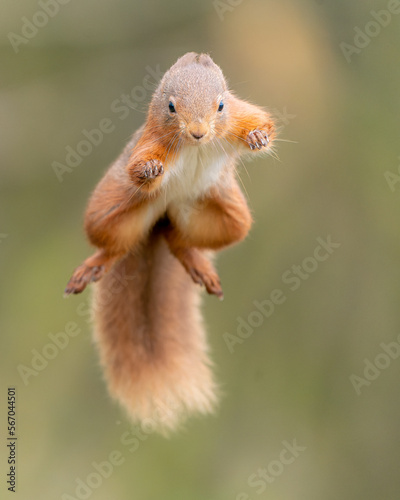jumping red squirrel