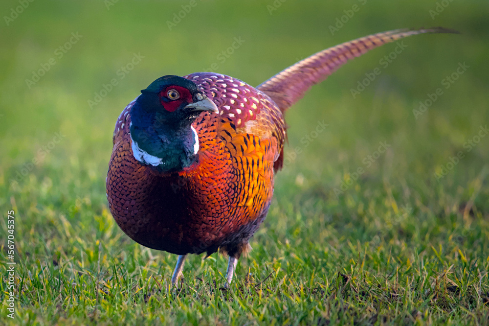 Naklejka premium a beautiful colorful pheasant cock in the meadow