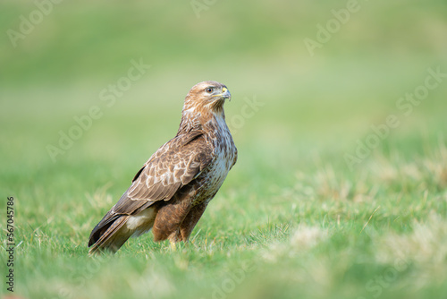 buzzard © martyn