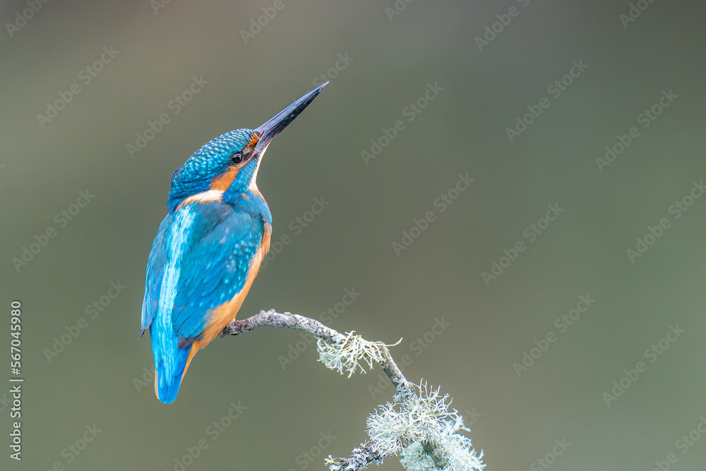 Obraz premium male kingfisher 