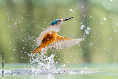 male kingfisher  photo