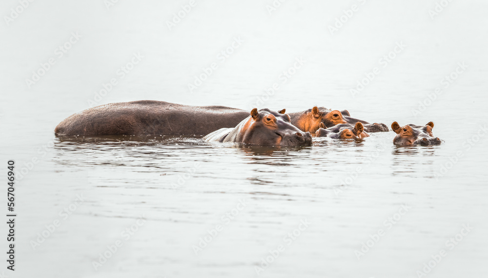 A group of the hippopotamus bathing in the Nile river. Game drive in