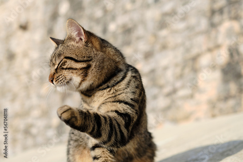 beautiful tabby cat on a blurred background on a sunny bright day © Semyon