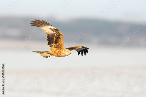 red kite in the snow 