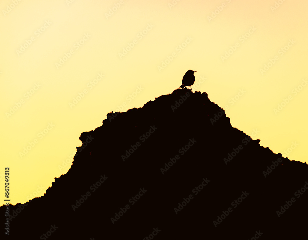 In silhouette Sahara desert bird posed in the summit of a rocky mountain and looking to the right. Dark foreground and shiny yellow sky back light in background.
