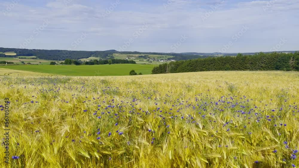 Cornflower and wheat field in the summer Cornflower and wheat field in the summer
