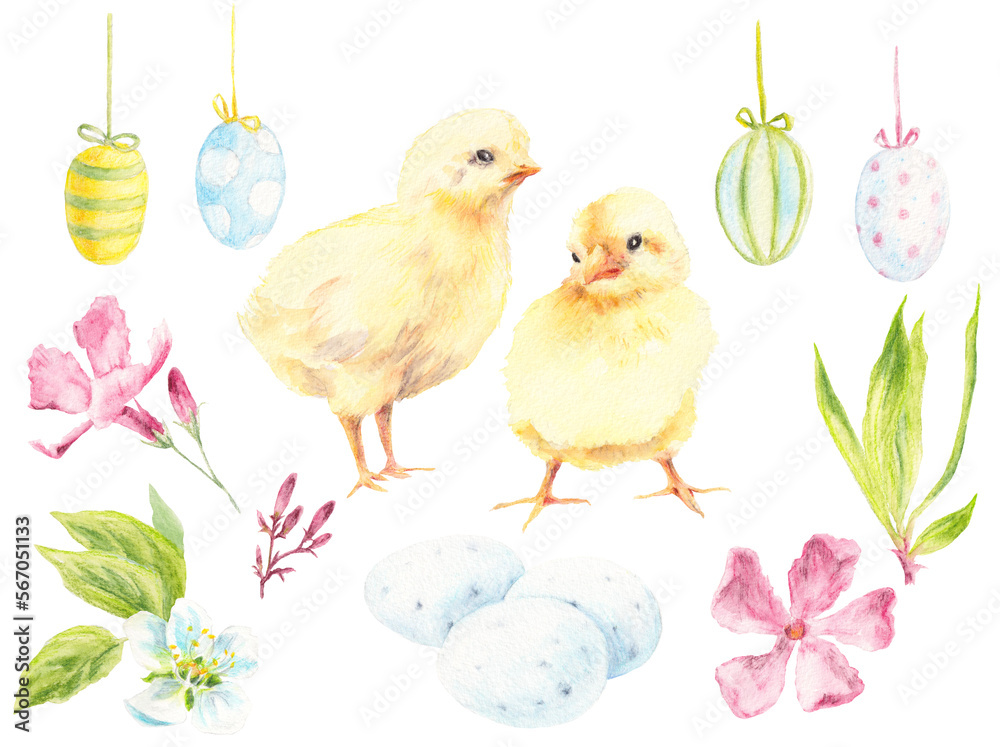 Big Easter Set watercolor elements - couple of young chicken, eggs, cherry spring blossom, Oleander flowers. Collection of illustrations for spring, farm, Easter design isolated on white background.