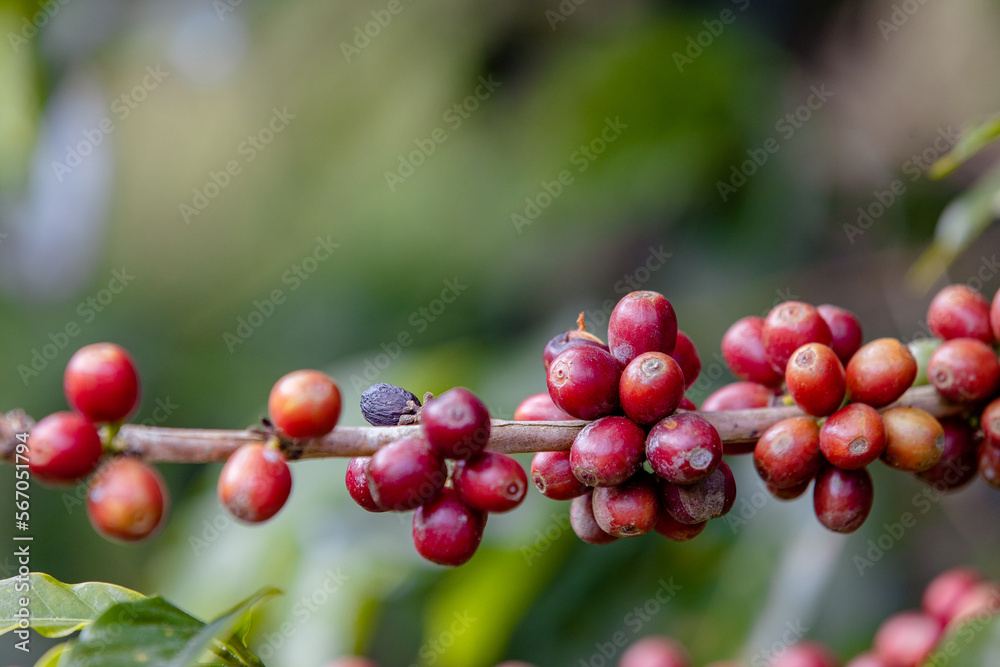 ripe arabica coffee beans on brance tree in farm.green Robusta and arabica coffee berries by agriculturist hands,Worker Harvest arabica coffee berries on its branch, agriculture concept.