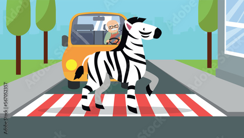 Zebra crosses the road at a pedestrian crossing