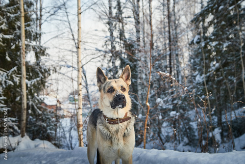 Dog German Shepherd outdoors in the forest in a winter day. Russian guard dog Eastern European Shepherd in nature on the snow and white trees covered snow © keleny