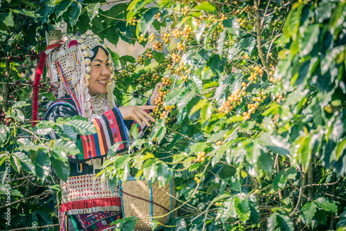 ripe arabica coffee beans on brance tree in farm.green Robusta and arabica coffee berries by agriculturist hands,Worker Harvest arabica coffee berries on its branch, agriculture concept. © noizstocker