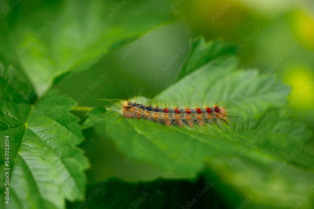 A beautiful caterpillar crawls on the leaves in the forest. Parasites in agriculture eat plant foods. Disinfection and insecticides. Close-up