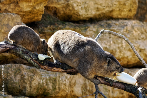 Two rock hyrax (Procavia capensis) also called dassie, Cape hyrax, rock rabbit,  eating vegetable on stone photo