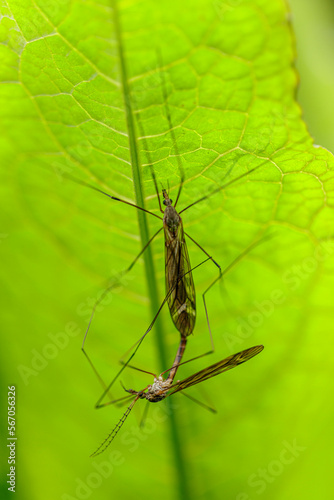 Mosquito © Fudi