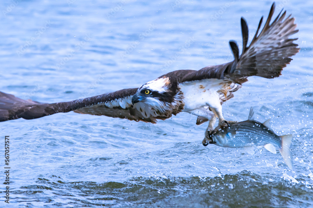 河川を飛び回り豪快に魚を捕食する猛禽類のミサゴ Stock-Foto | Adobe Stock