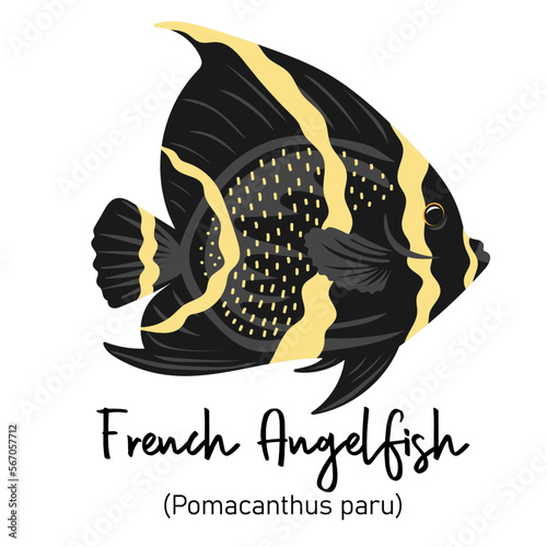 French Angelfish or Pomacanthus paru. Marine dweller with colorful body and fins for swimming. Concept of sea and ocean life. Vector illustration