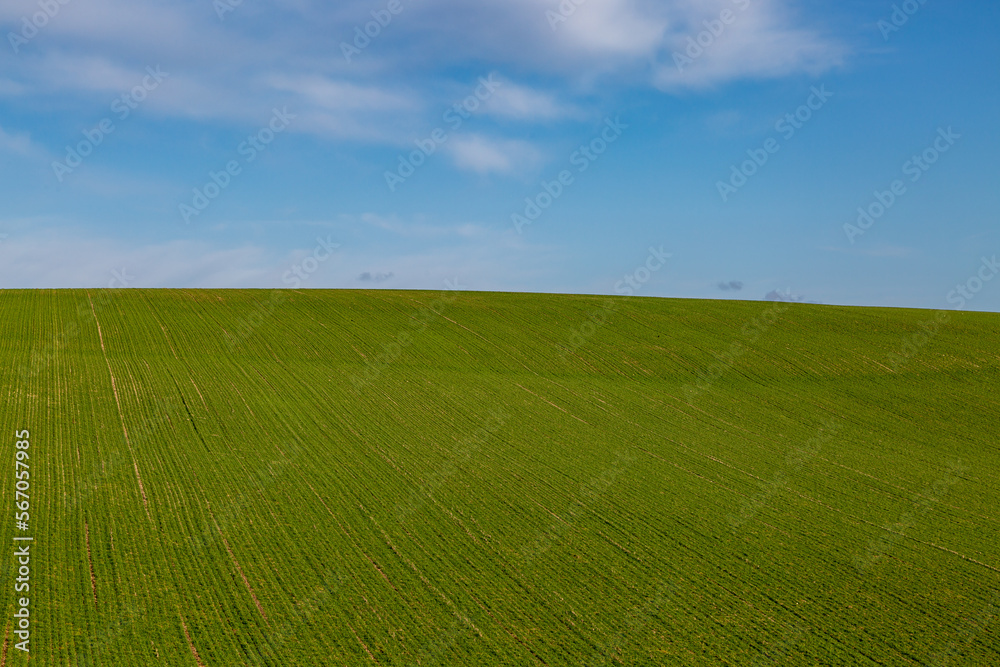 Obraz premium Looking up a green hillside in Sussex with a blue sky overhead