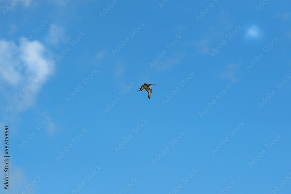 Flying black-tailed godwit in blue sky