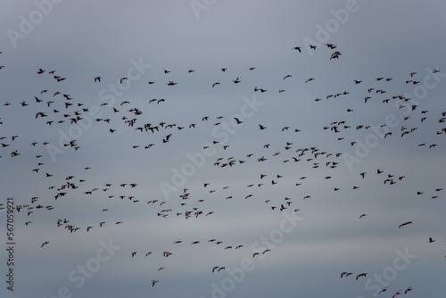 a flock of brent geese flying across a cloudy sky in winter preparing to fly back to Artic Russia