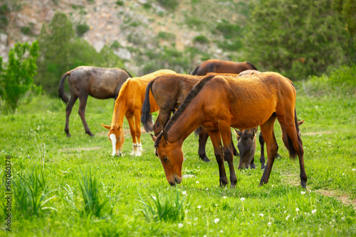 Horse and newborn foal on the background of mountains  a herd of horses graze in a meadow in summer and spring  the concept of cattle breeding  with place for text.