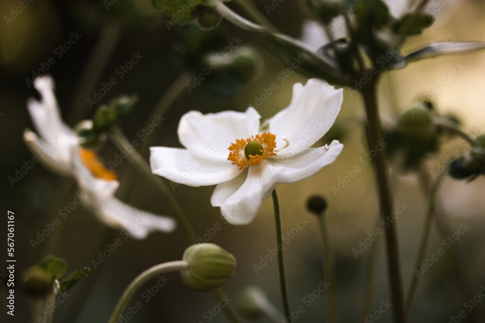 Anemone japonica Honorine Jobert wallpaper. Beautiful white flowers petals close up grow in botanical garden in spring, summer day. Great depth of field. Blossoming plants on green natural background.