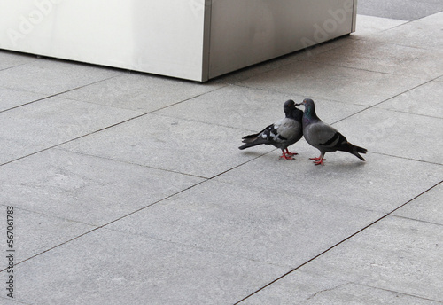 Фотография love birds, birds kissing in the city