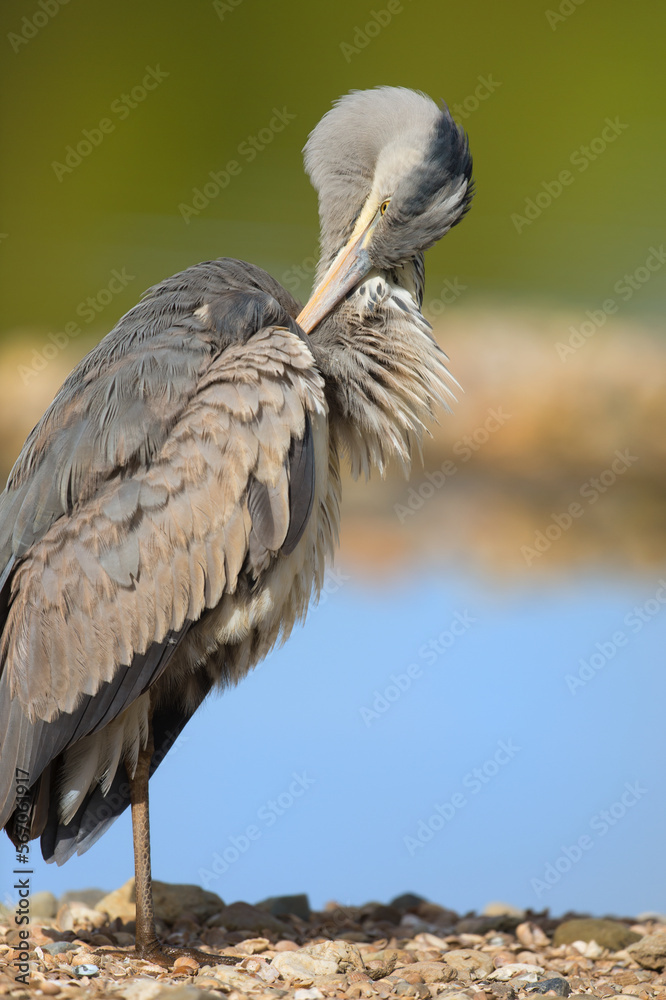 Fototapeta premium Great blue heron cleaning feathers
