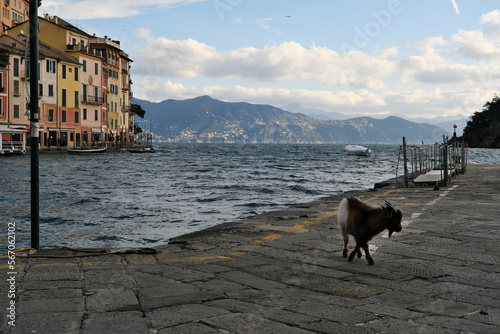 A Portofino una capra nana gira indisturbata lungo il porticciolo photo