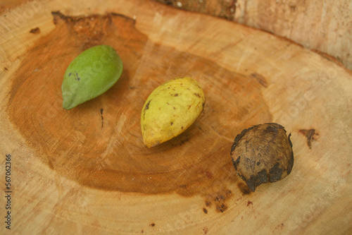transformation fruits of terminalia catappa with wooden background on close up view photo