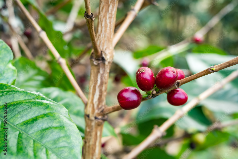 red berries coffee on a branch.