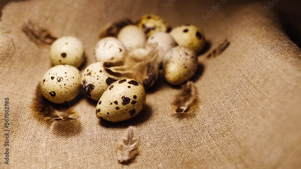 Quail eggs on a brown linen bedspread. Bright and colorful quail eggs. Quail eggs with brown feathers. Quail eggs on a brown linen bedspread. Bright and colorful quail eggs. Quail eggs with brown feathers.