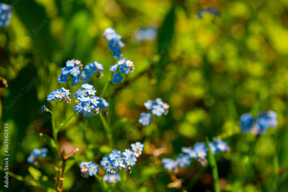 Spring flowers under the rays of sunlight. Lilac flower close-up. Beautiful landscape of nature. Hi spring. Beautiful flowers on a green meadow. Spring flowers under the rays of sunlight. Lilac flower close-up. Beautiful landscape of nature. Hi spring. Beautiful flowers on a green meadow.