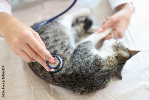 A cat is examined by a veterinarian in the clinic, close-up