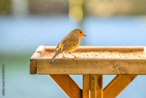 robin perched on a garden bird table