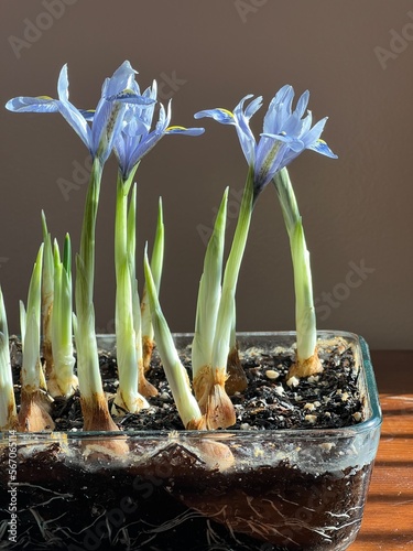 blue dwarf iris, growing in a baking dish, indoors, forced bulbs, beautiful winter indoor garden