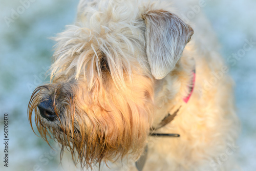 close up of a soft coated wheaten terrier in the snow