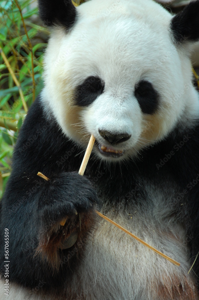 giant panda eating bamboo stick in the zoo background