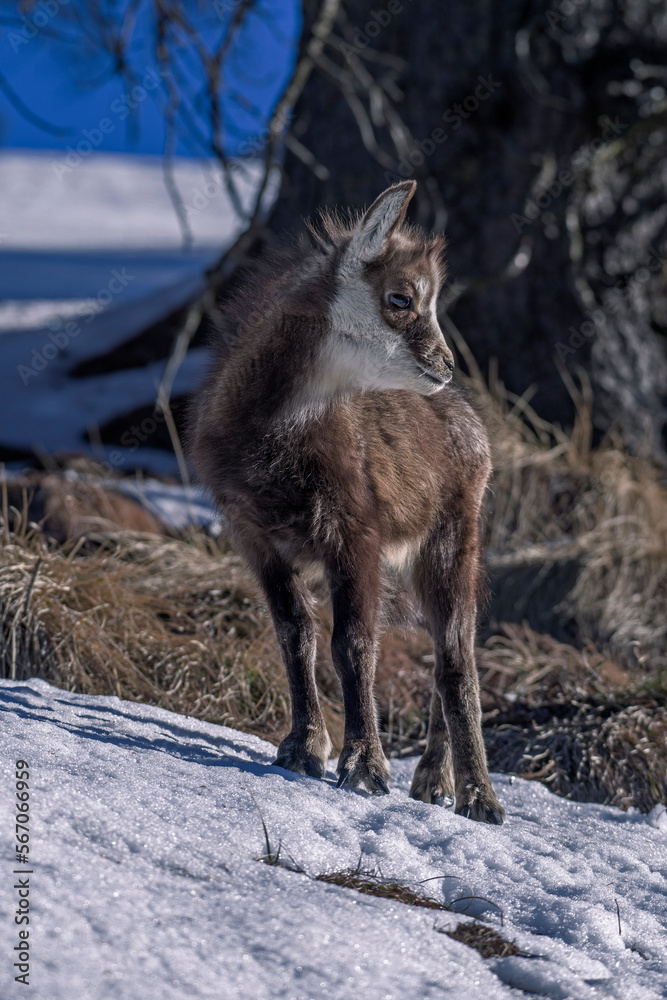 Alpine chamois cub (Rupicapra rupicapra) standing in the snow and looking down to the valley on a winter morning in woodland, Italian Alps.