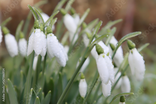 perce neige