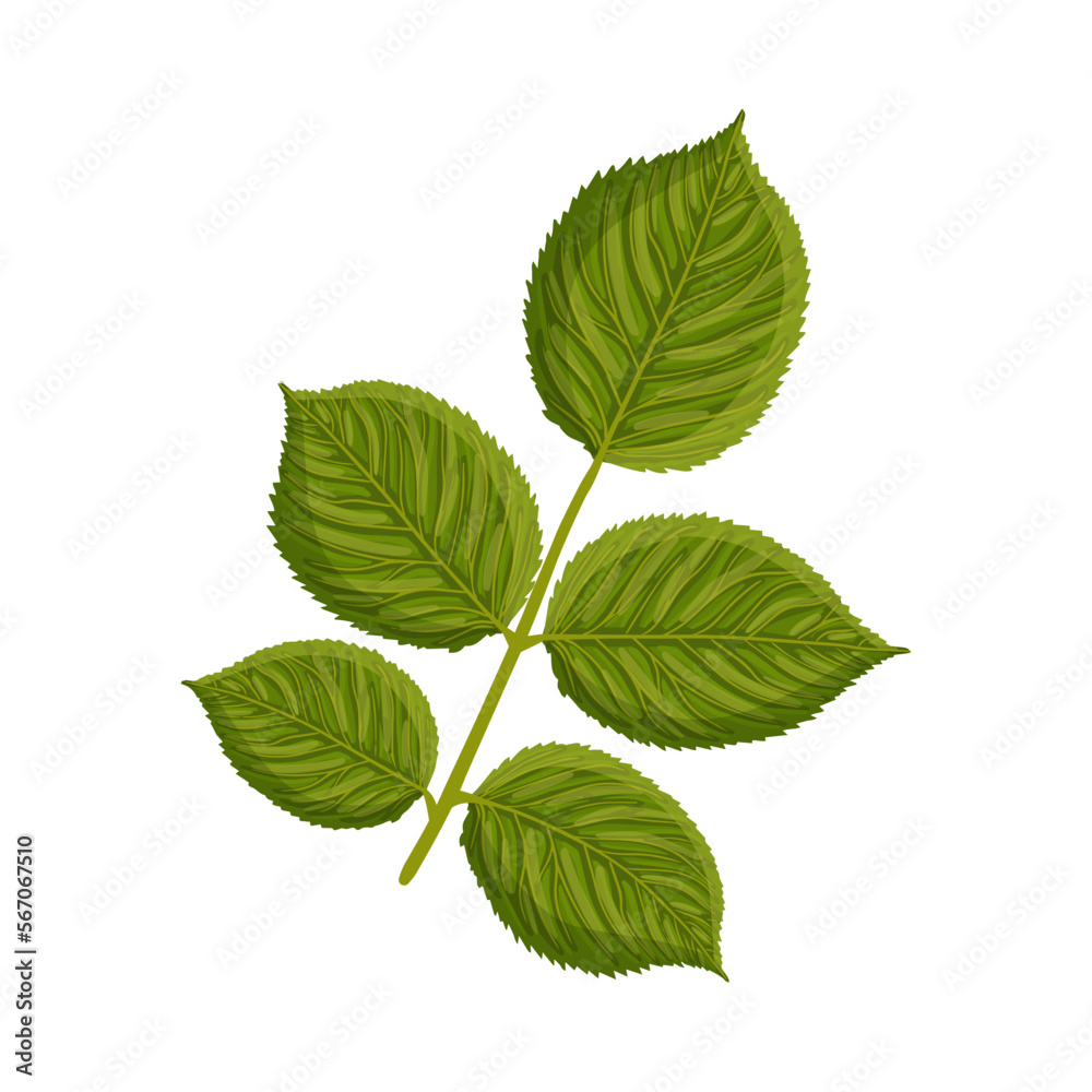 A branch with green leaves of a rose or other plant. Botanical vector illustration isolated on white background for postcard, poster, ad, decor, fabric and other uses. A branch with green leaves of a rose or other plant. Botanical vector illustration isolated on white background for postcard, poster, ad, decor, fabric and other uses.