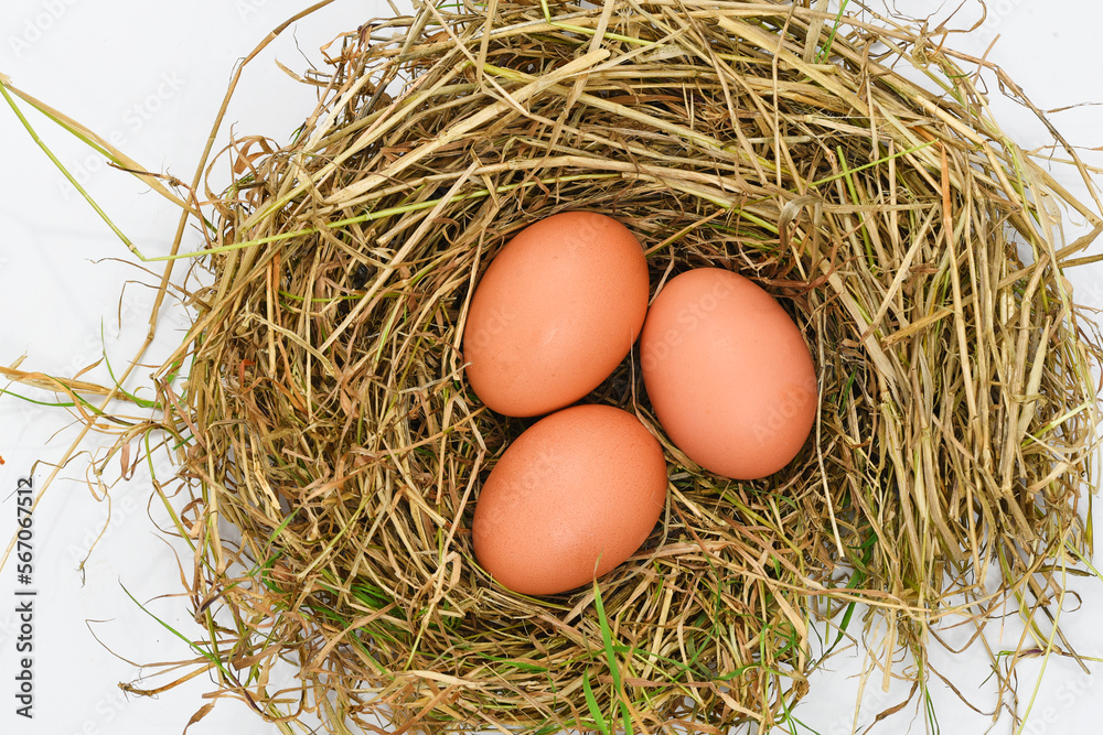 Callantsoog, Netherlands. January 2023. A bird's nest with eggs, isolated on a white background.. Callantsoog, Netherlands. January 2023. A bird's nest with eggs, isolated on a white background..
