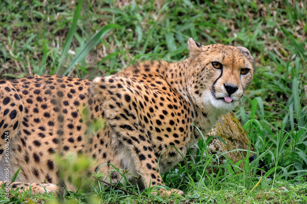 cheetah in the grass