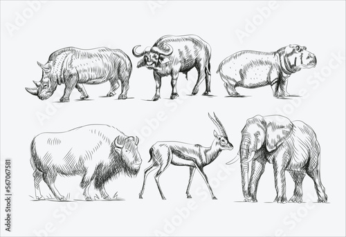 Hand-drawn vectos black and white sketch set of wild animals from Africa. Savanna, Jungle. Hippo, rhino, buffalo, bison, deer, antelope; elephant . illustrations 