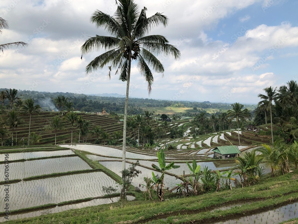 Bali, Indonesia rice fields and monkeys