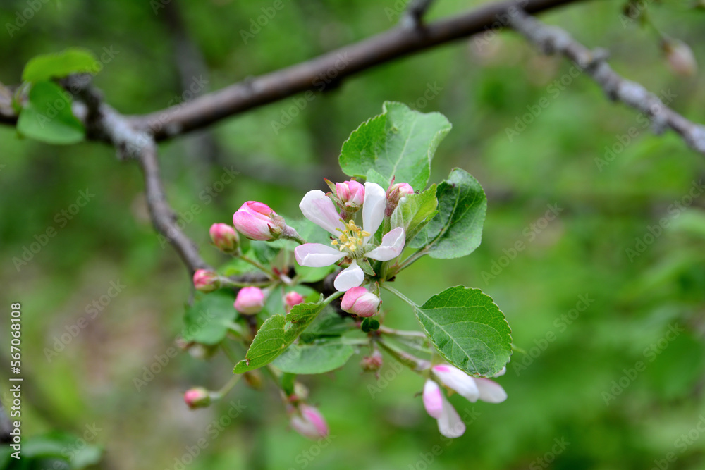 pink flower with buds of blooming apple tree isolated on branch, close-up pink flower with buds of blooming apple tree isolated on branch, close-up